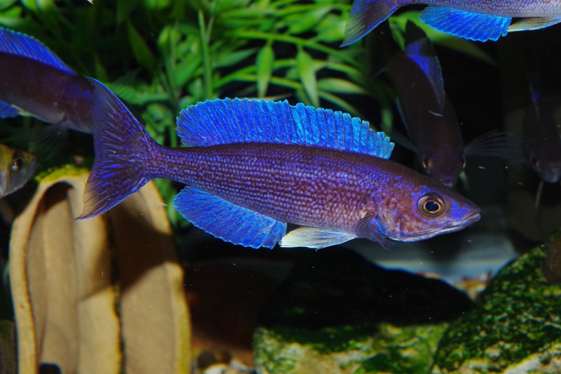 Cyprichromis microlepidotus 'Luagala Point'